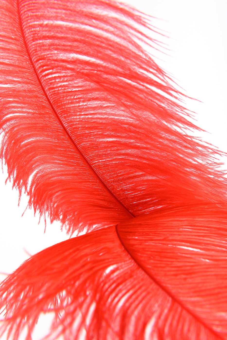 Roja Feather Teaser in Red by Fraulein Kink
